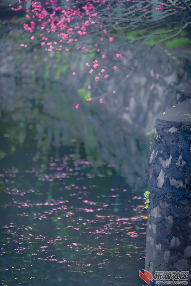 6.落花时节 曾院平摄影.jpg