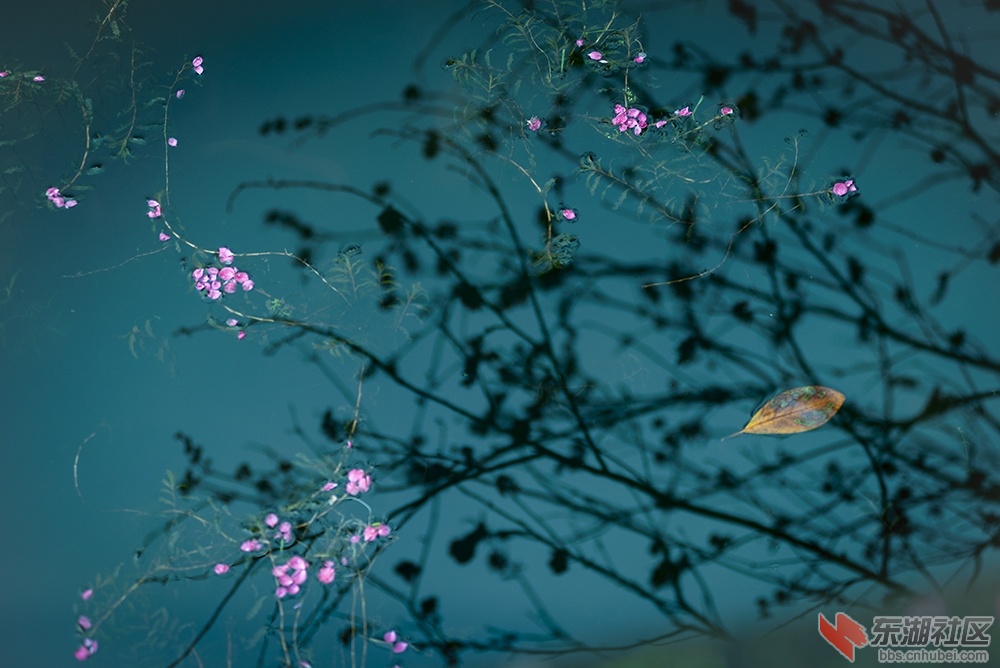 2.花落水中央 曾院平摄影.jpg