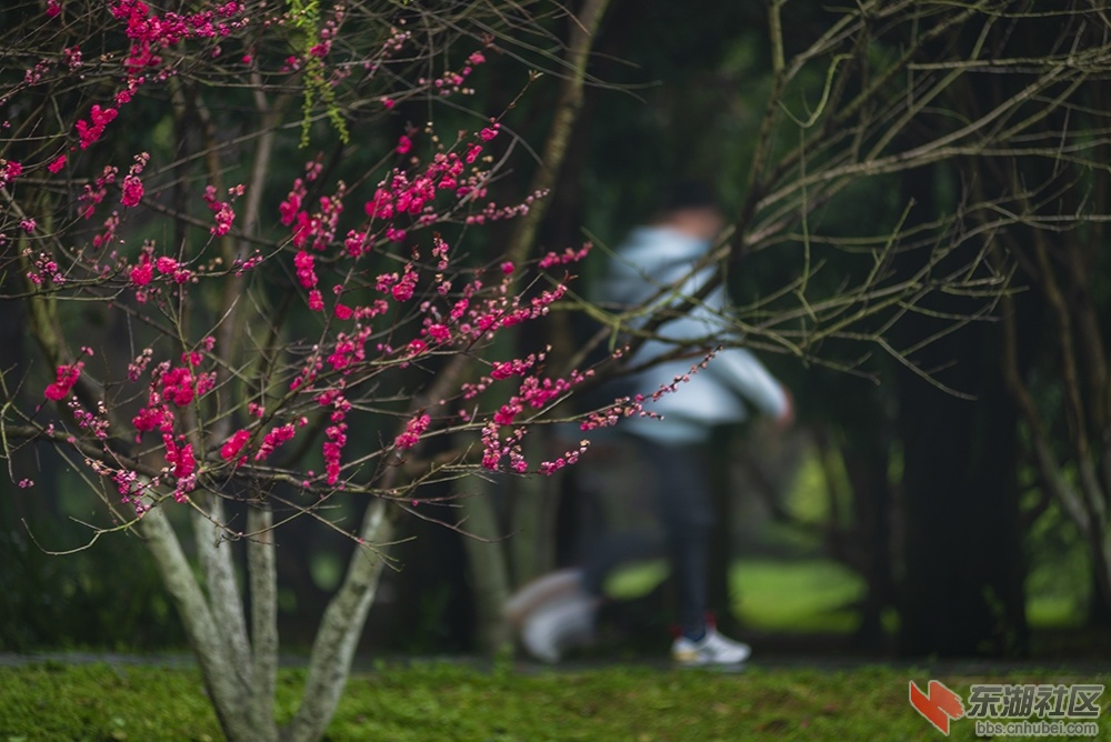 9.早春红花 曾院平摄影.jpg