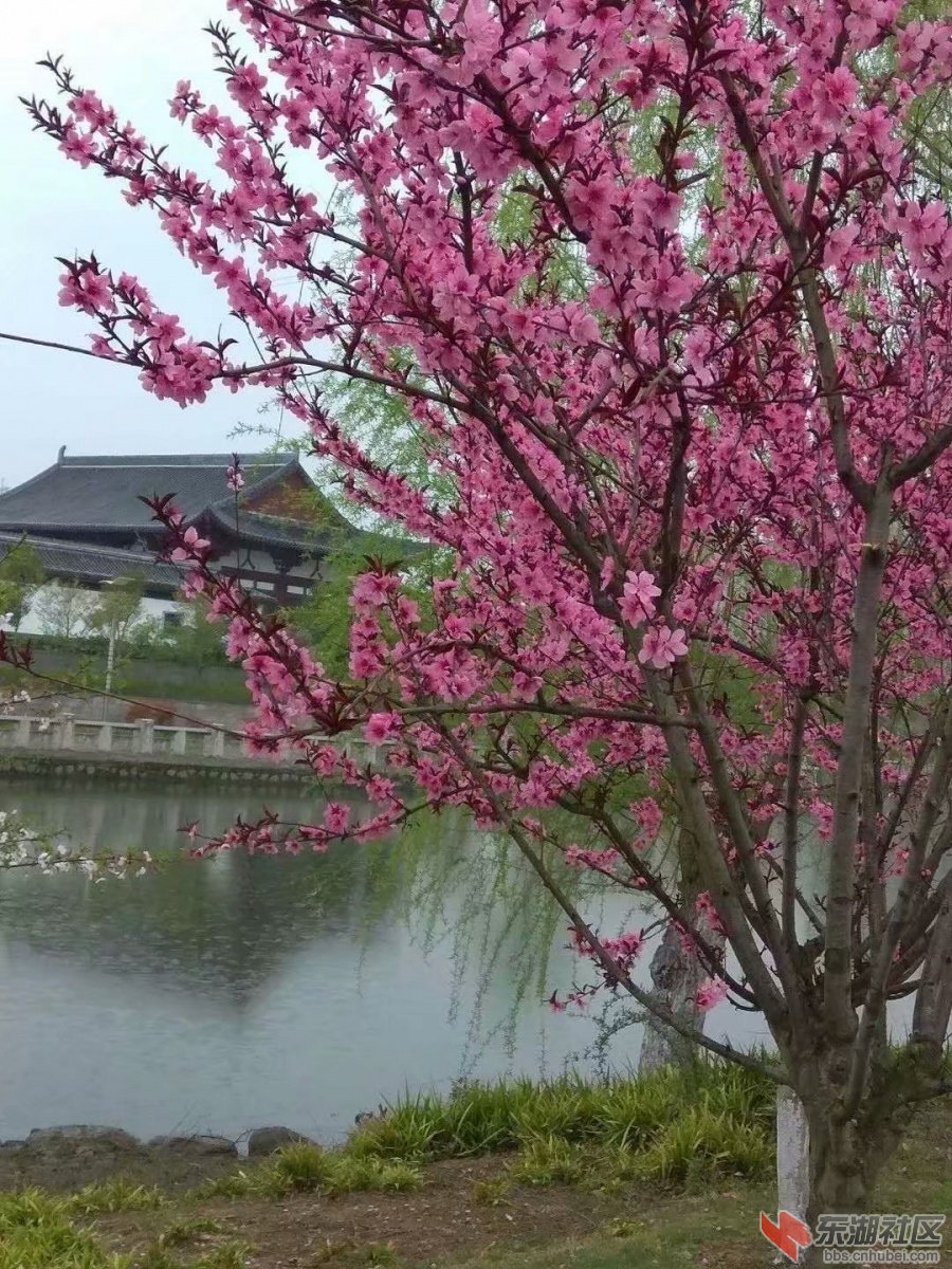 桃3.jpg