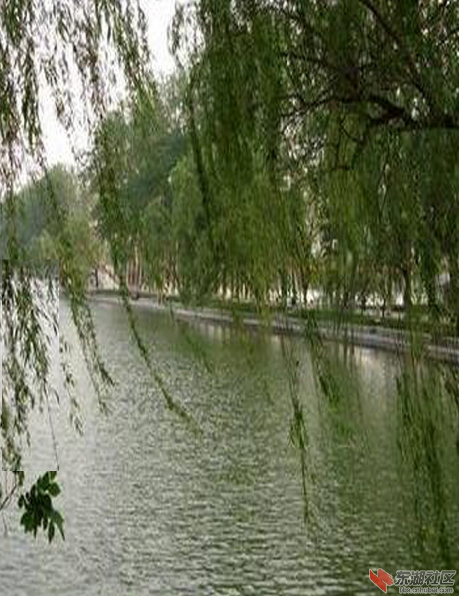 柳丝1.jpg