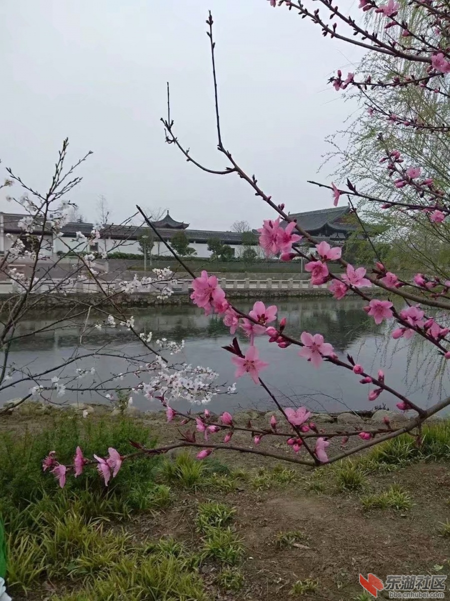 桃2.jpg
