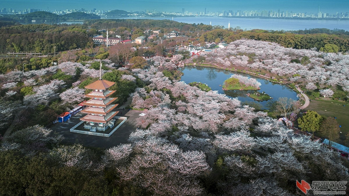 东湖樱花春光美 曾院平摄影.jpg