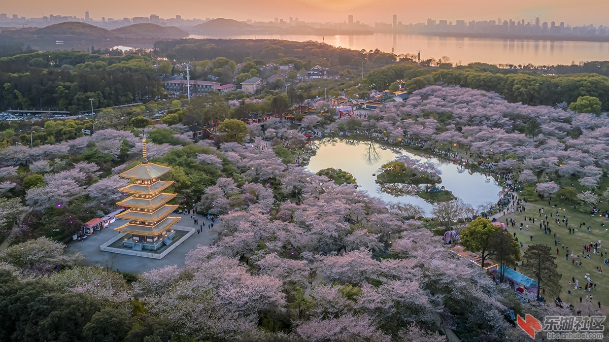 东湖樱花园的余晖 曾院平摄影.jpg