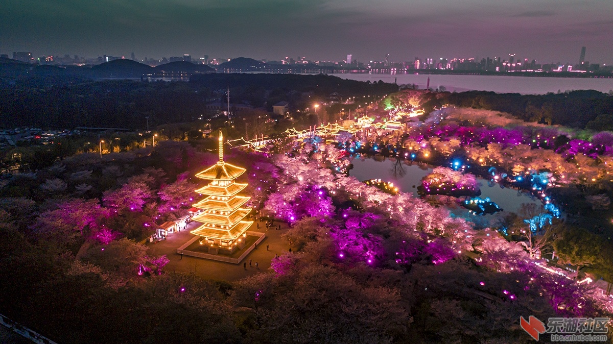 不夜的东湖樱花园（1）曾院平摄影.jpg