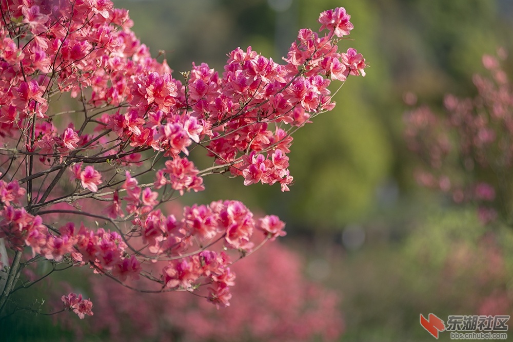19.东湖绿道杜鹃花 曾院平摄影.jpg