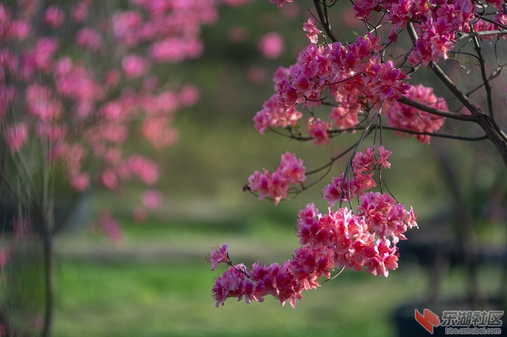 17东湖绿道杜鹃花 曾院平摄影.jpg