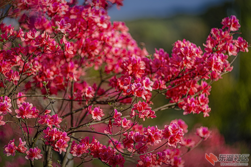15.东湖绿道杜鹃花 曾院平摄影.jpg