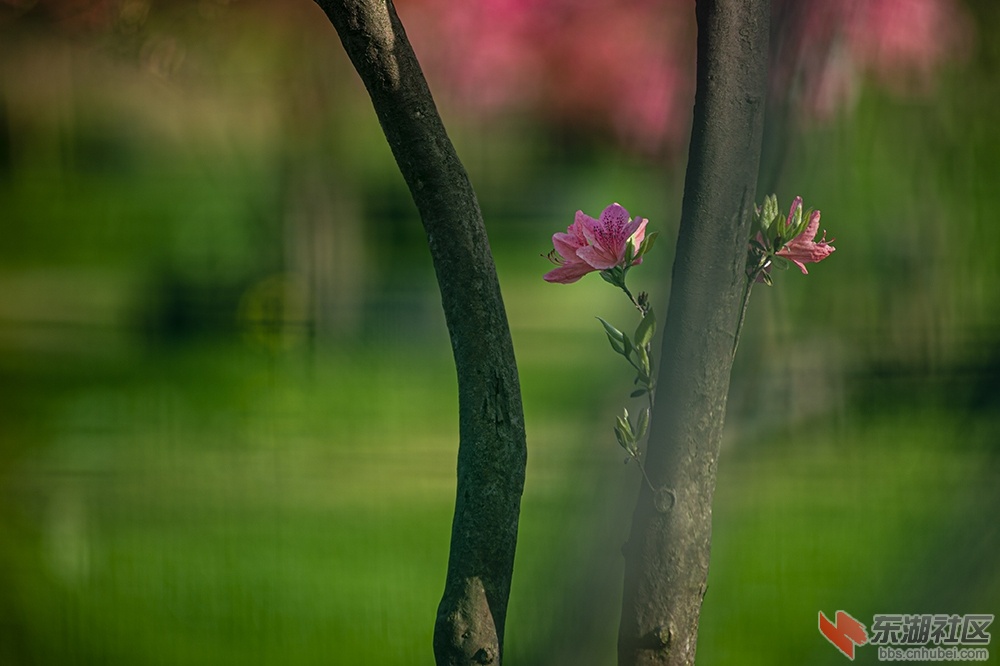 16.东湖绿道杜鹃花 曾院平摄影.jpg