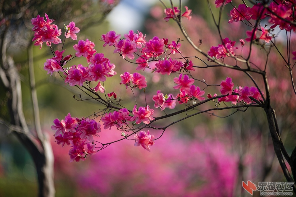 13.东湖绿道杜鹃花 曾院平摄影.jpg
