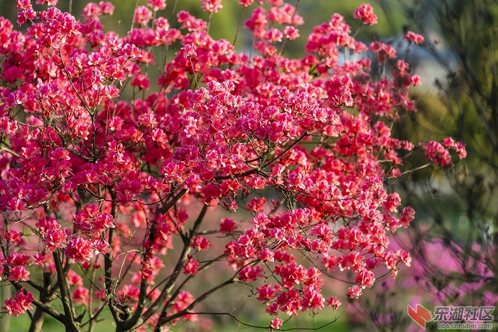 14.东湖绿道杜鹃花 曾院平摄影.jpg