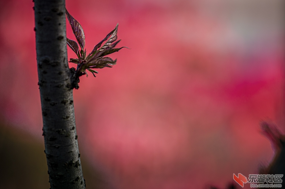 12.东湖绿道杜鹃花 曾院平摄影.jpg