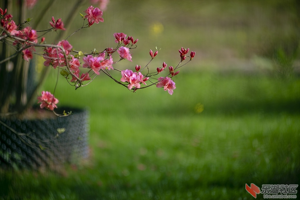 11.东湖绿道杜鹃花 曾院平摄影.jpg