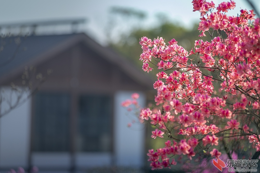 10.东湖绿道杜鹃花 曾院平摄影.jpg