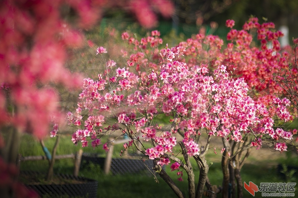 8.东湖绿道杜鹃花 曾院平摄影.jpg