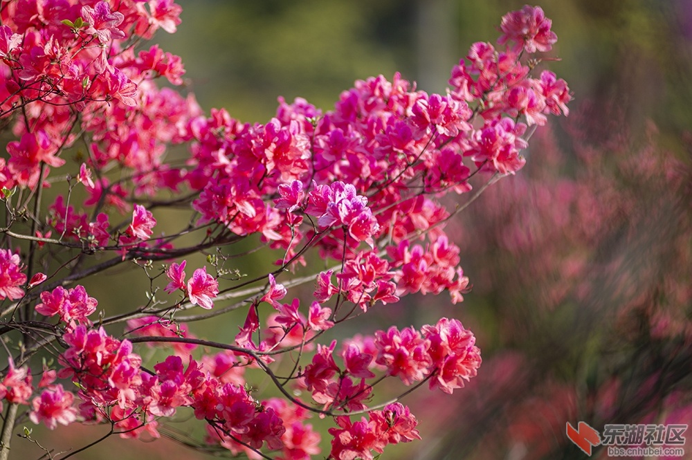9.东湖绿道杜鹃花 曾院平摄影.jpg