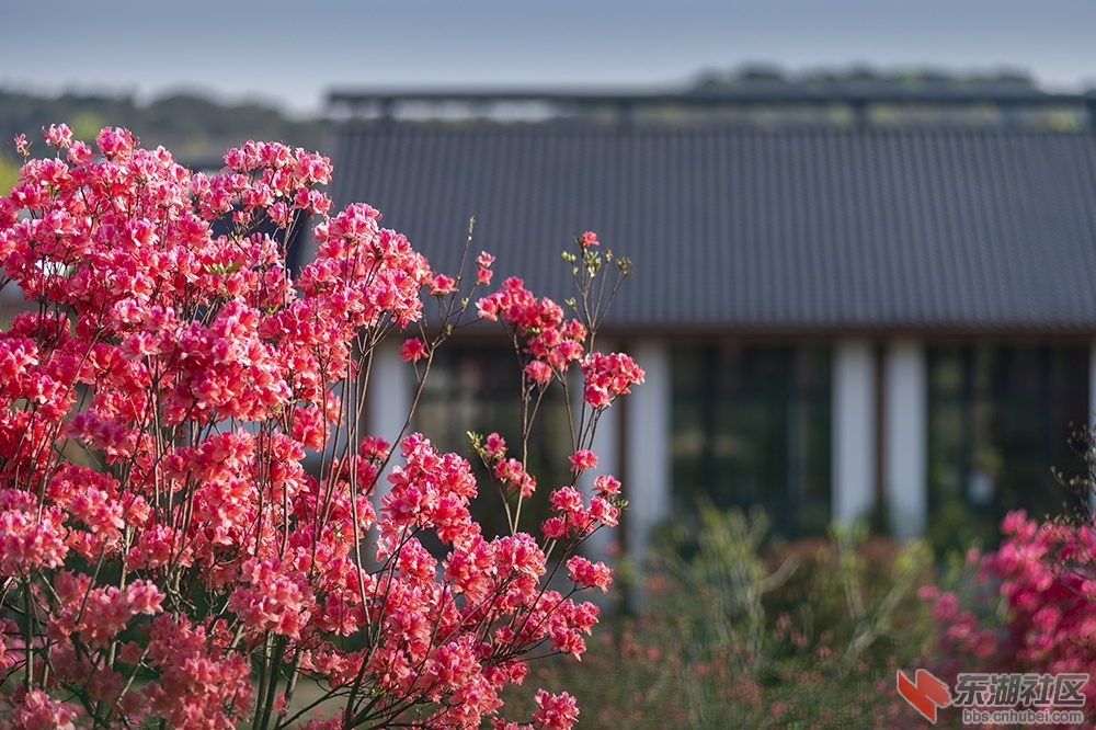 6.东湖绿道杜鹃花 曾院平摄影.jpg