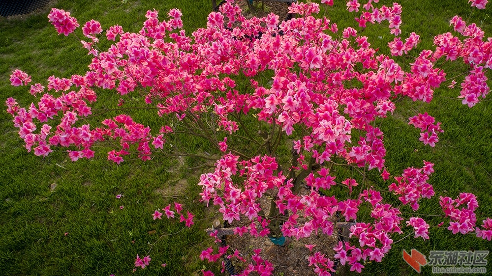 7.东湖绿道杜鹃花 曾院平摄影.jpg
