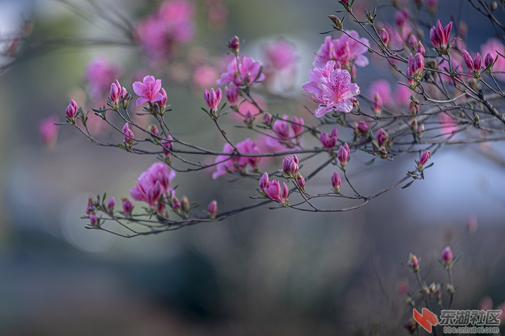5.东湖绿道杜鹃花 曾院平摄影.jpg