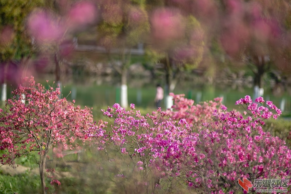 4.东湖绿道杜鹃花 曾院平摄影.jpg