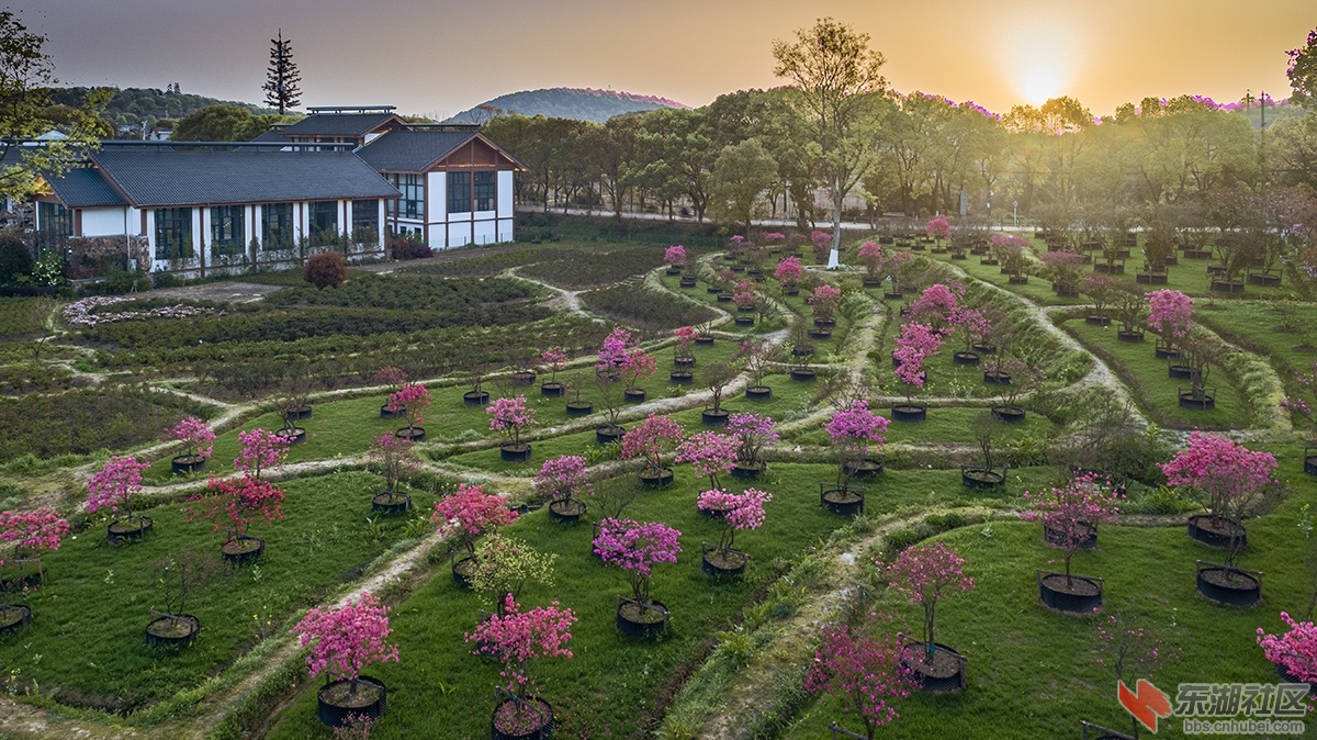 1.东湖绿道杜鹃花 曾院平摄影.jpg