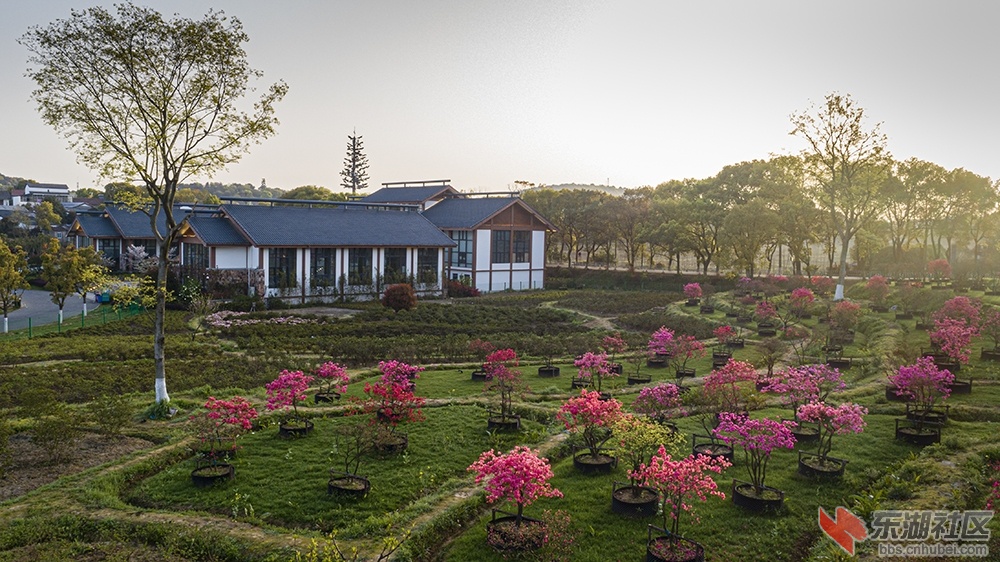 3.东湖绿道杜鹃花 曾院平摄影.jpg