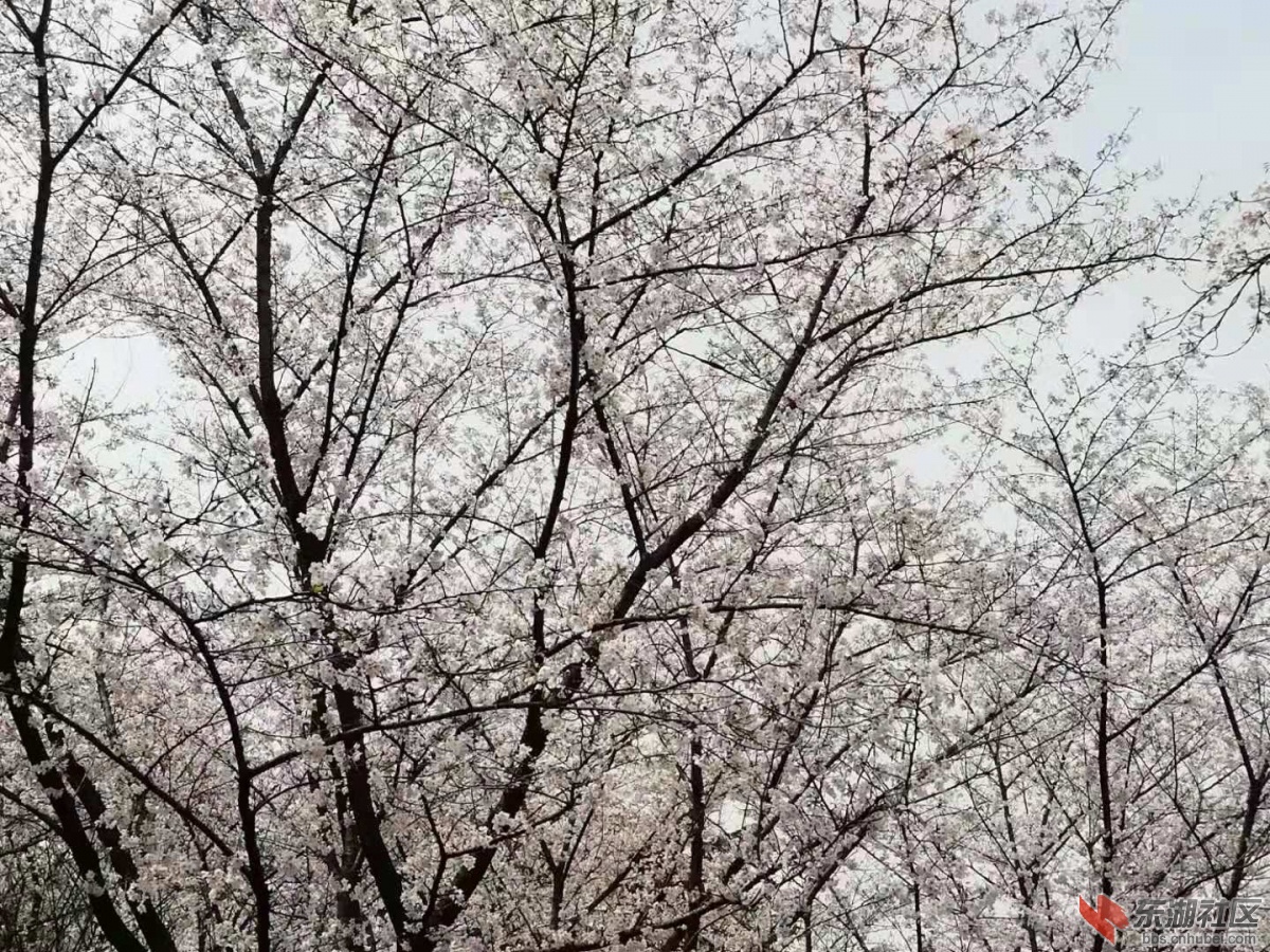 武汉青山公园赏樱有感