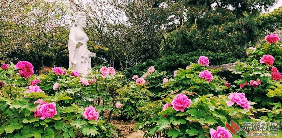 东湖牡丹03.jpg