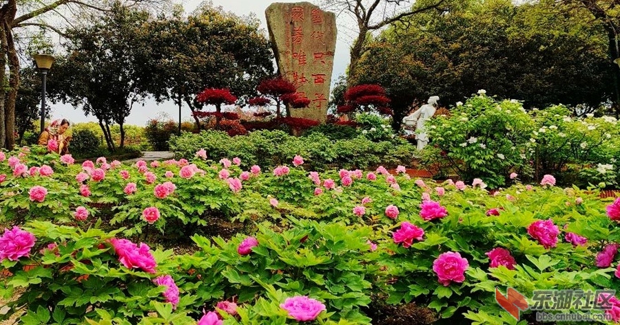 东湖牡丹06.jpg