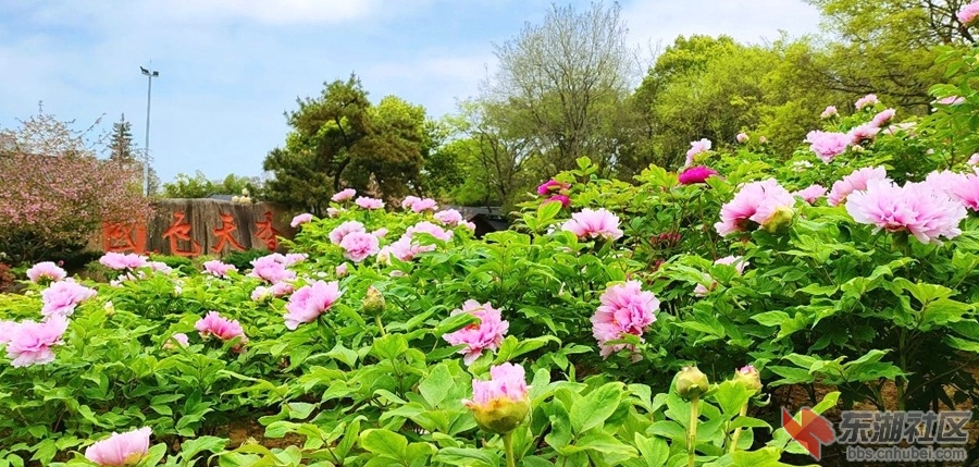 东湖牡丹07.jpg