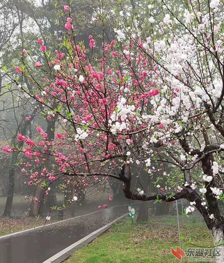 植物园仙桃07.jpg