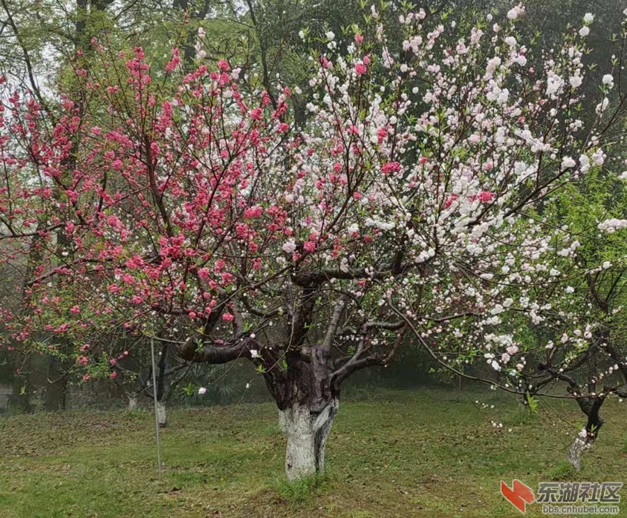 植物园仙桃02.jpg