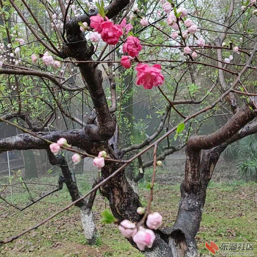 植物园仙桃04.jpg