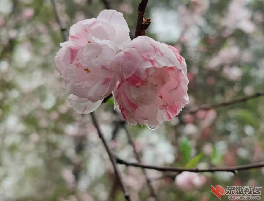 植物园仙桃05.jpg