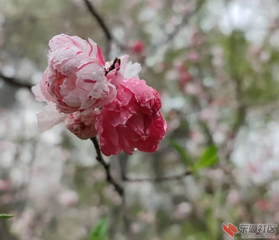 植物园仙桃06.jpg