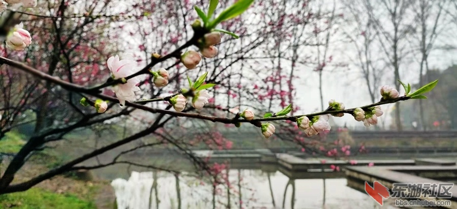 植物园仙桃10.jpg