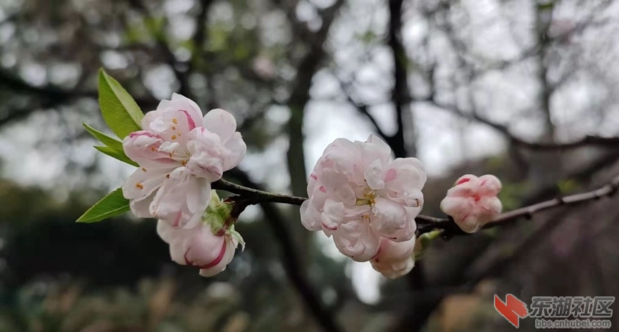 植物园仙桃11.jpg