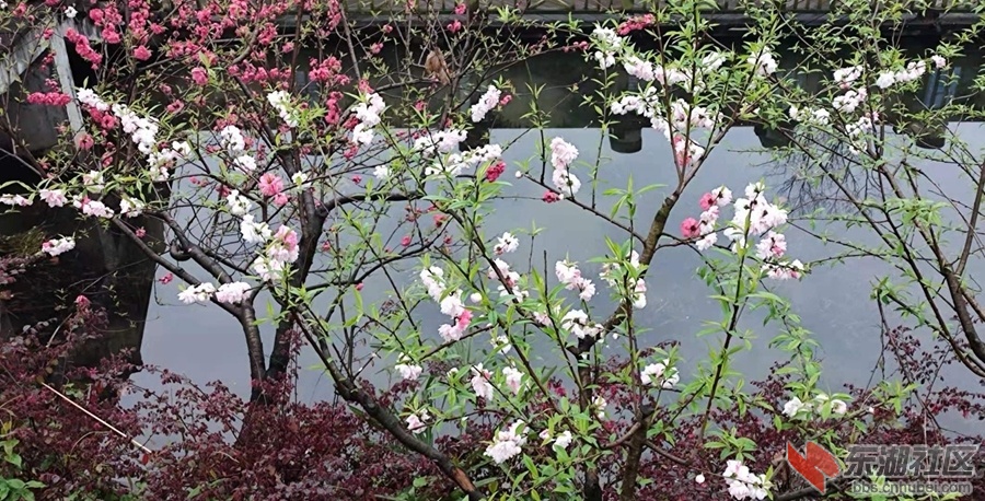 植物园仙桃16.jpg