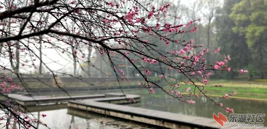 植物园仙桃17.jpg