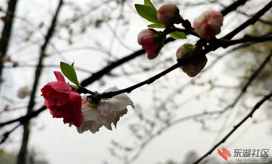 植物园仙桃18.jpg