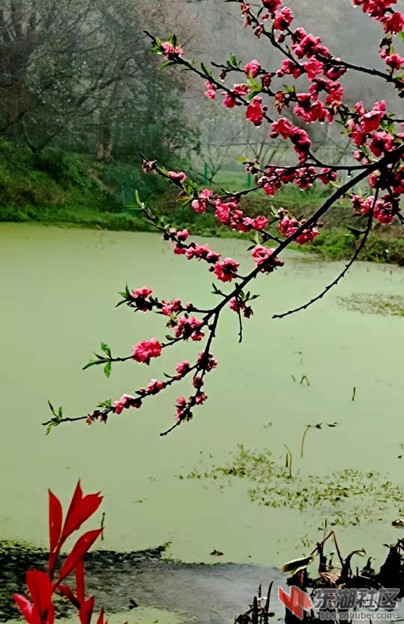 植物园仙桃15.jpg