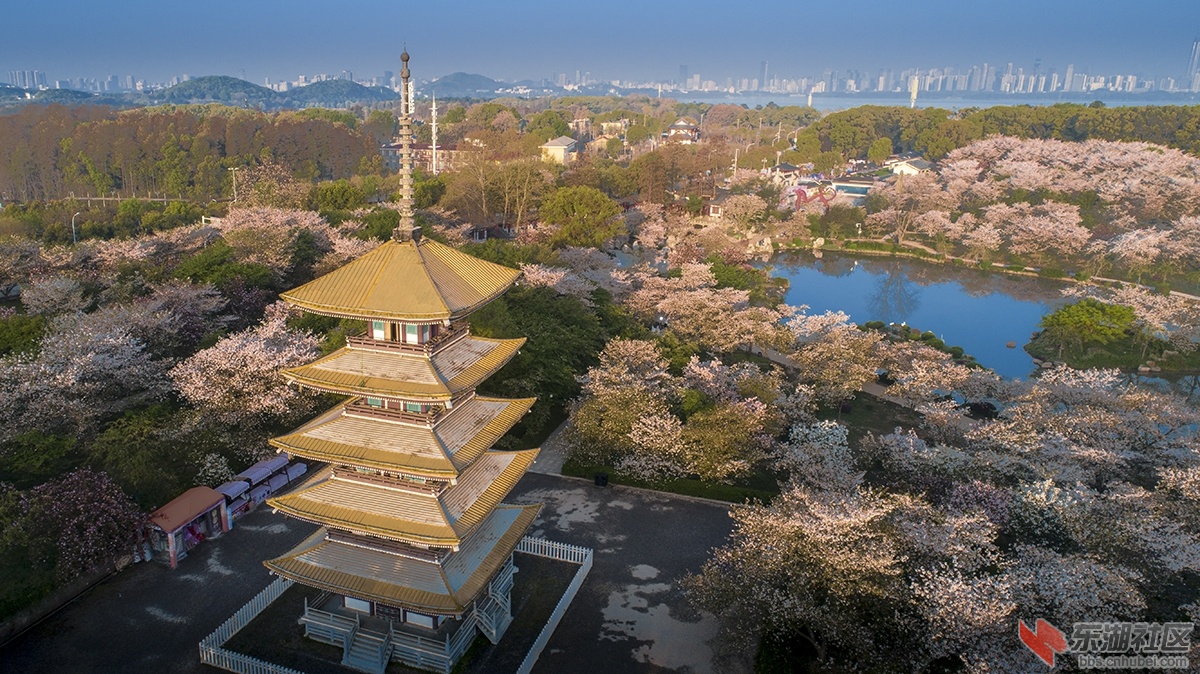 东湖樱园早晨的阳光曾院平摄影.jpg
