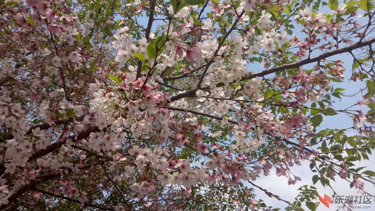 樱花.jpg