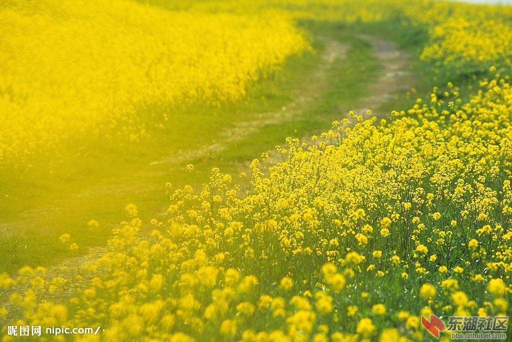 现代诗油菜花