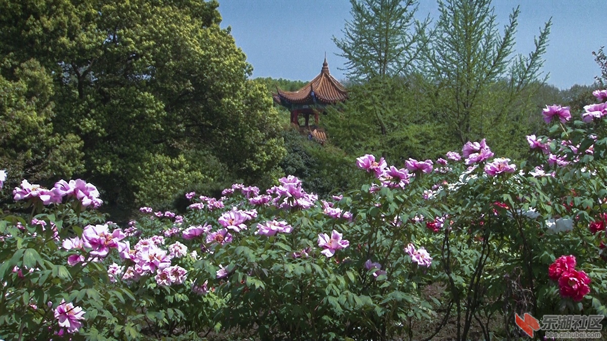 7.武汉牡丹花香惹人醉 曾院平摄影.jpg