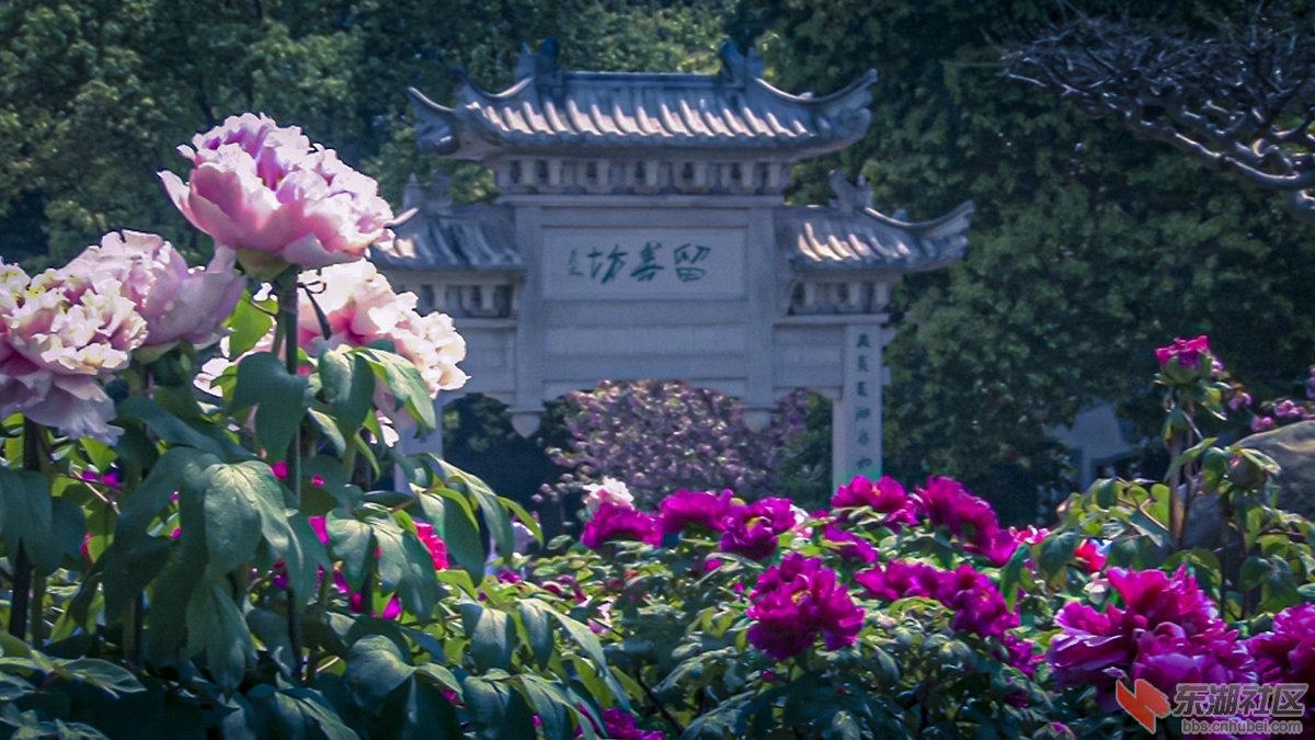 3.武汉牡丹花香惹人醉 曾院平摄影.jpg