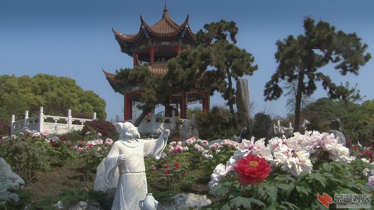 2.武汉牡丹花香惹人醉 曾院平摄影.jpg