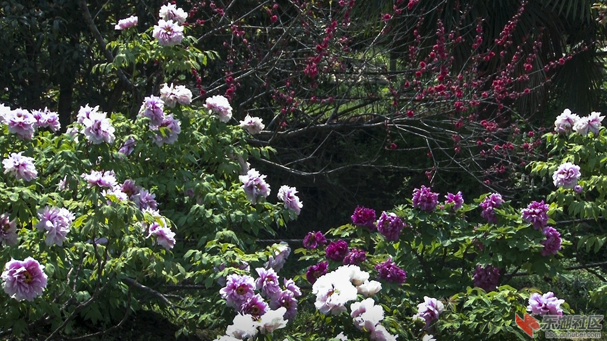 11.武汉牡丹花香惹人醉 曾院平摄影.jpg