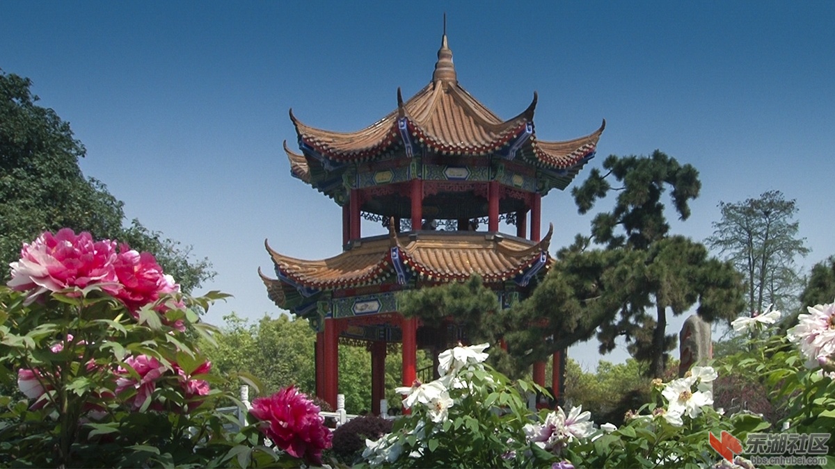 1.武汉牡丹花香惹人醉 曾院平摄影.jpg