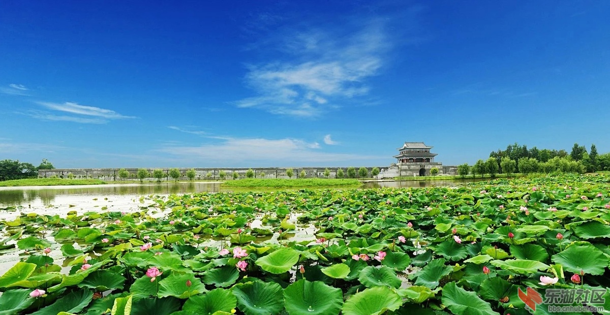 莲池.jpg